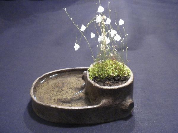 Utricularia livida-02.JPG