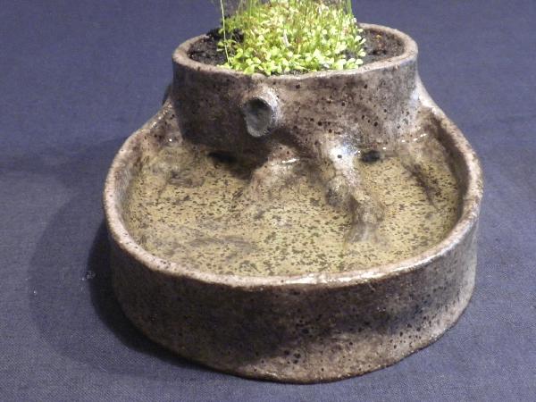 Utricularia livida-03.JPG