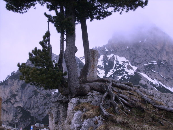 Steinpflanzung Dolomiten