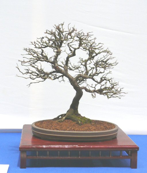 P1040845k.JPG