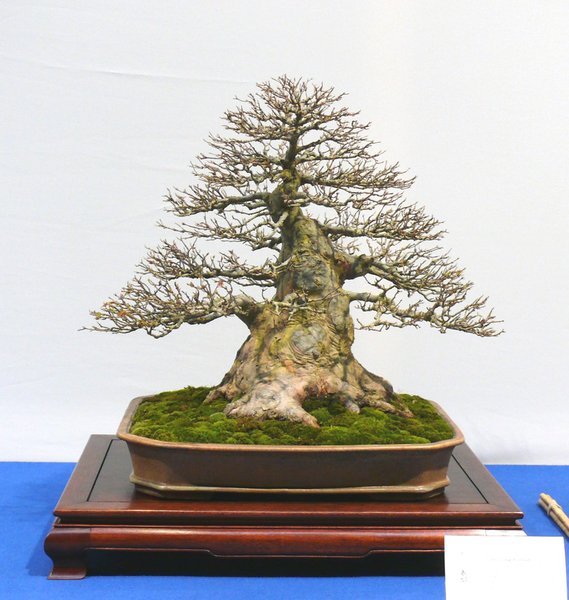 P1040847k.JPG
