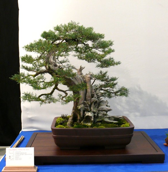 P1040860k.JPG
