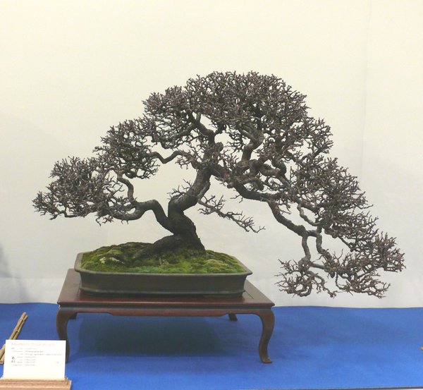 P1040873k.JPG