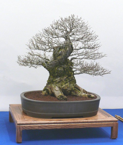 P1040875k.JPG