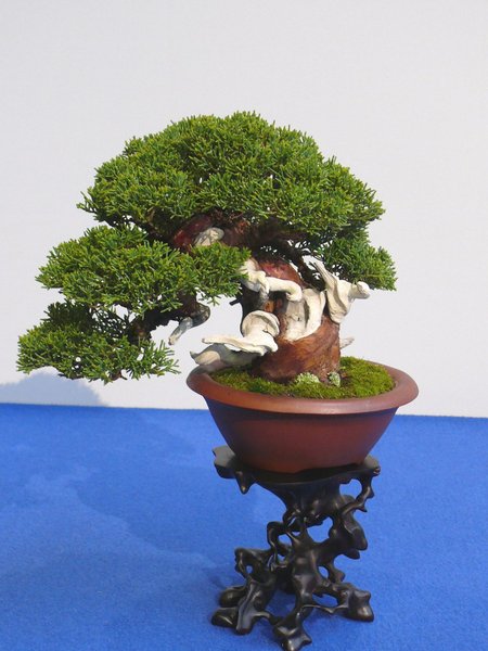P1040885k.JPG