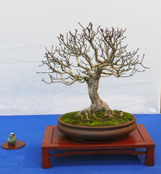 P1040890k.JPG