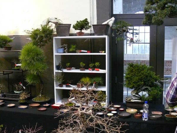 Bonsai Plaza