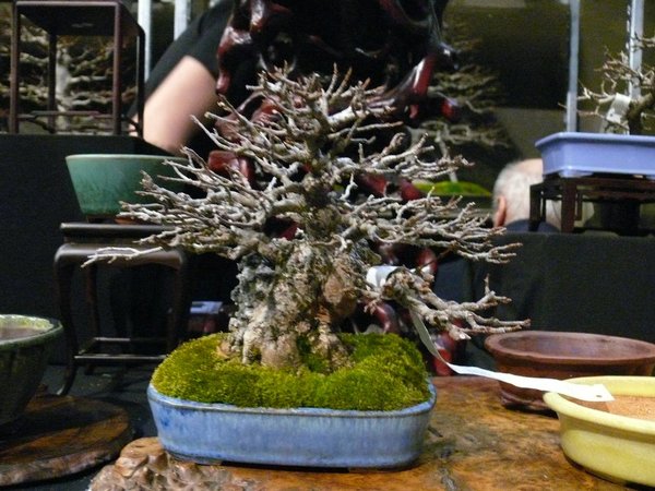 Traumhafter Dreispitz-Shohin über Stein bei David: 1130,-€