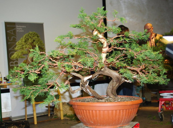 Bl57_1.jpg