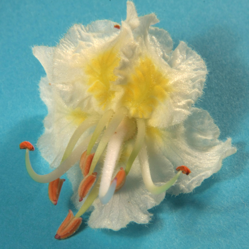 Blüte.jpg
