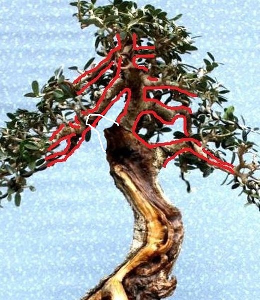 Olive.JPG