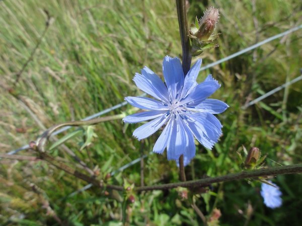 Blaue Blüte