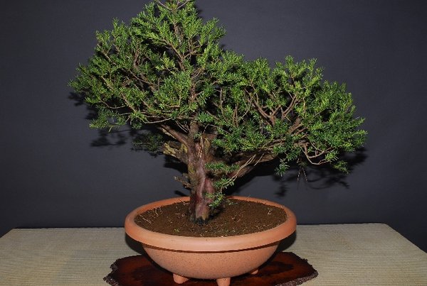 6 Taxus cuspidata 1.JPG