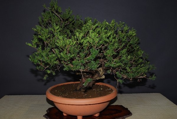 6 Taxus cuspidata 2.JPG