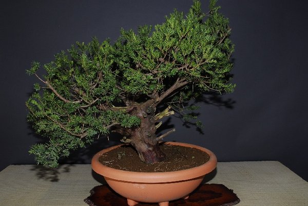 6 Taxus cuspidata 4.JPG