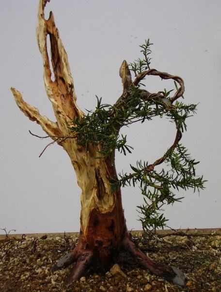 Eibe 2005 11.jpg