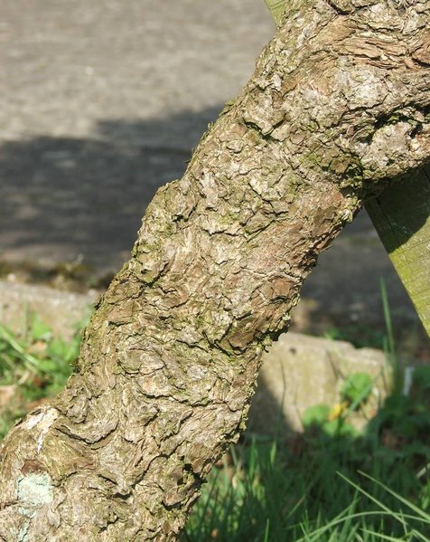 DSCF0769-1.jpg