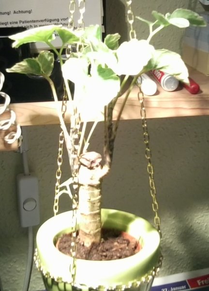 Bonsai.jpg