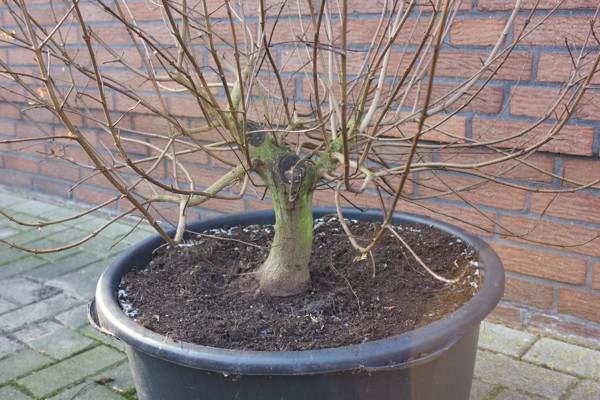 Rueckseite_Stamm_WEB.jpg
