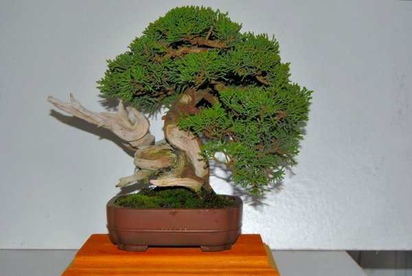 Juniperus 1.jpg