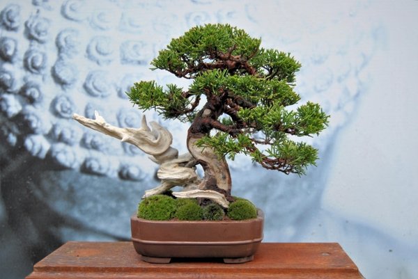 Juniperus 2.jpg