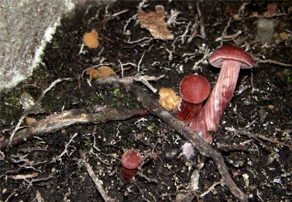 Pilz_Rotbuche.jpg