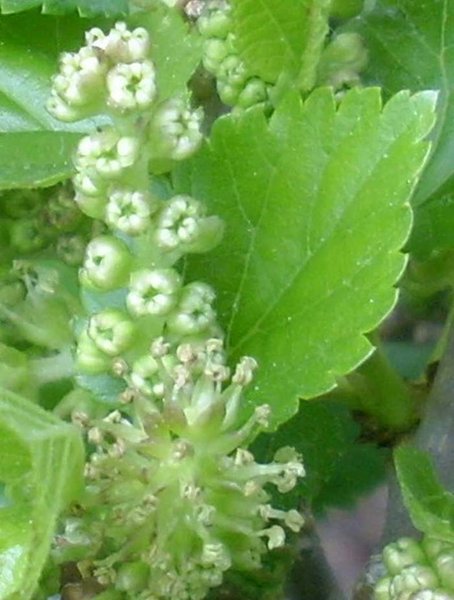 blüte 4 2011.JPG