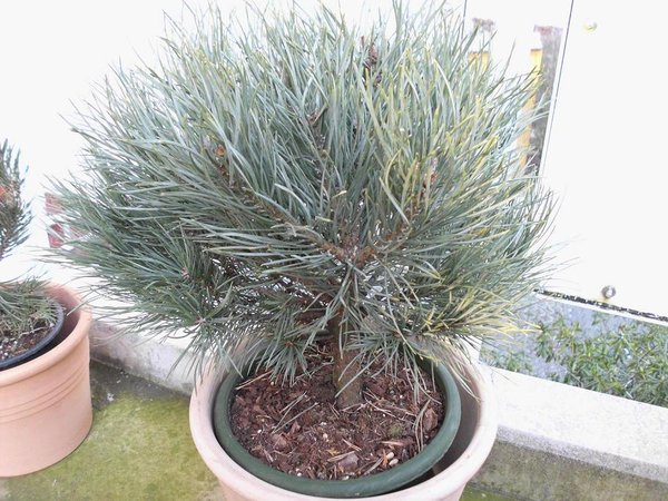 Pinus - ja welche?
