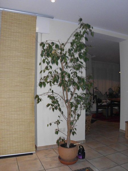 Big Ficus