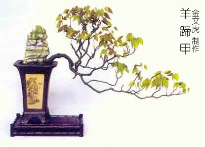penjing233.jpg