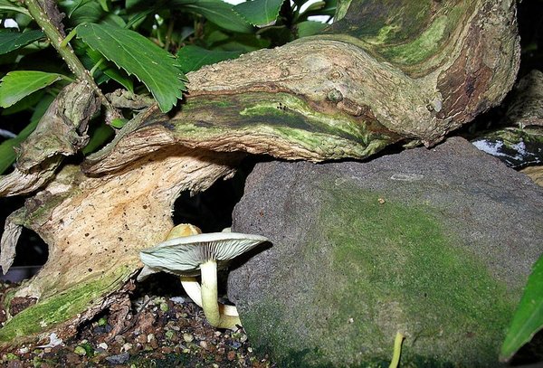 Forsythie I BFF.JPG