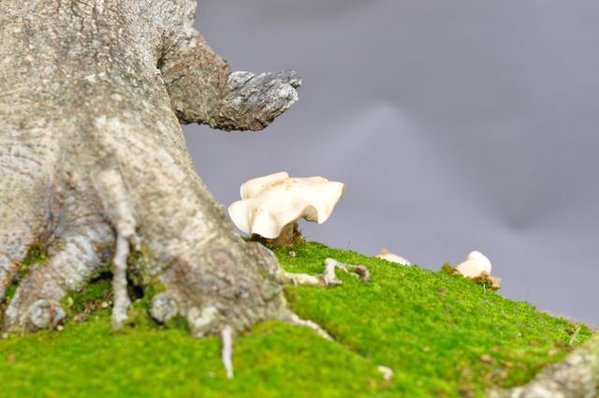 Pilz2.jpg