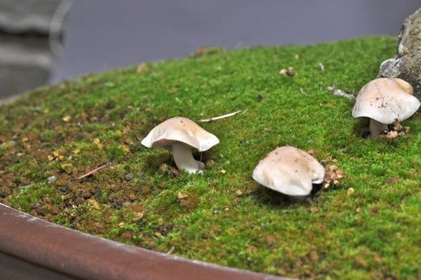 Pilz3.jpg
