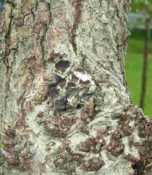 2010 pilz.JPG