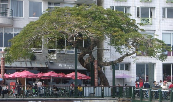 Delonix regia.jpg