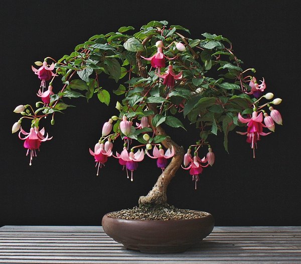 Fuchsia 'Liza' BFF neu.jpg