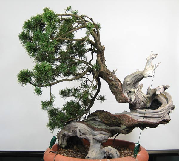 2012-1-004-bear-web.jpg