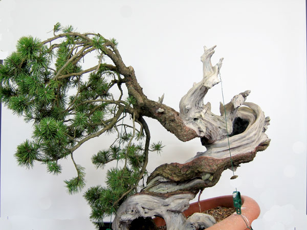 2012-1-011-bear-web.jpg