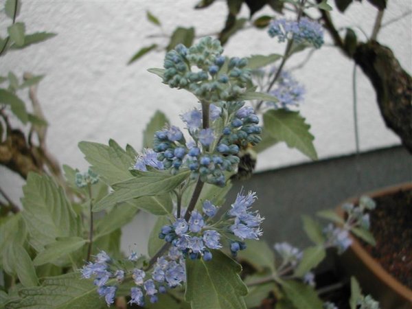 Bartblume2 (Medium).jpg