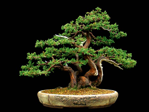 Juniperus-procumbens.jpg