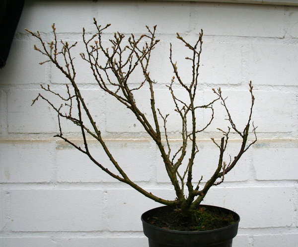 salix davor