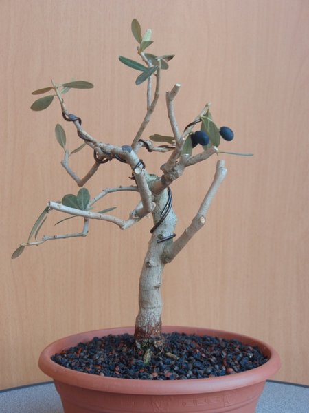 Olea europaea 1.JPG