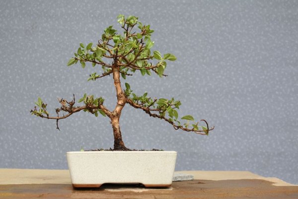 die geschnittene Fuchsie