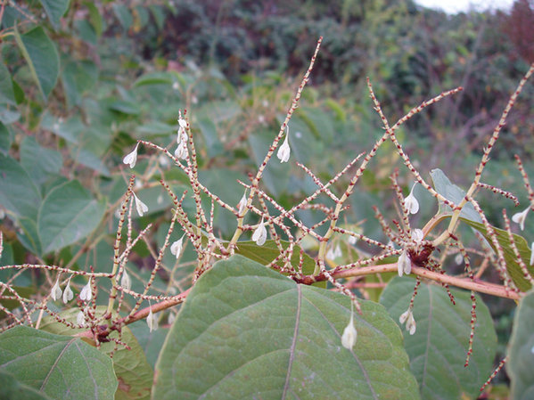Fallopia japonica - hier sieht man auch die Blätter <br />(wie ich jetzt erst herausgefunden habe handelt es sich nicht um die Blüten sondern um die Samenstände - sorry)