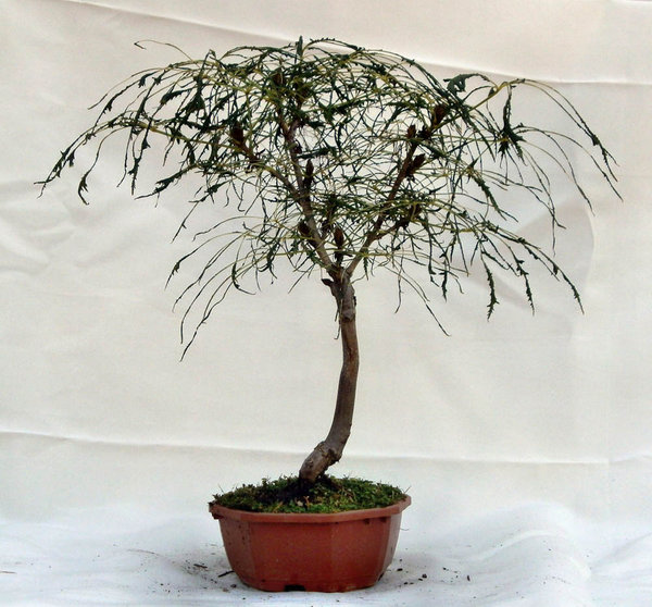 Aesculus hippocastanum Laciniata<br />geschlitzte Rosskastanie