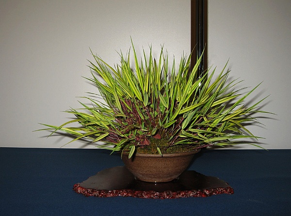 Hakonechloa jung.jpg
