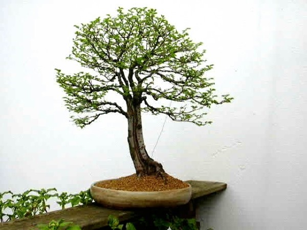 Ulmus minor.jpg