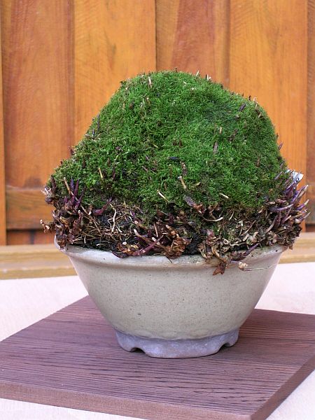 Hakonechloa_1.jpg