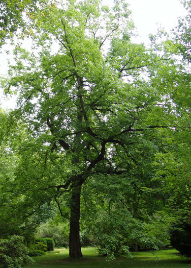 Habitus