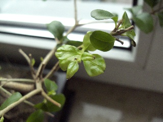 ov_cimg8020.jpg